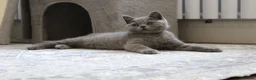 British Shorthair cats for sale: Blue British Shorthair ✨ chunky teddy bear kittens - Advert 11