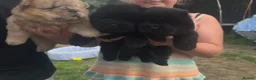 Chow Chow dogs for sale: 3 stunning female Merle & black chows for sale in Grays - Advert 10