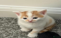 Domestic Shorthair cats for sale: Sweet, Playful Kittens Ready for Loving Homes 🐱 - Image 12