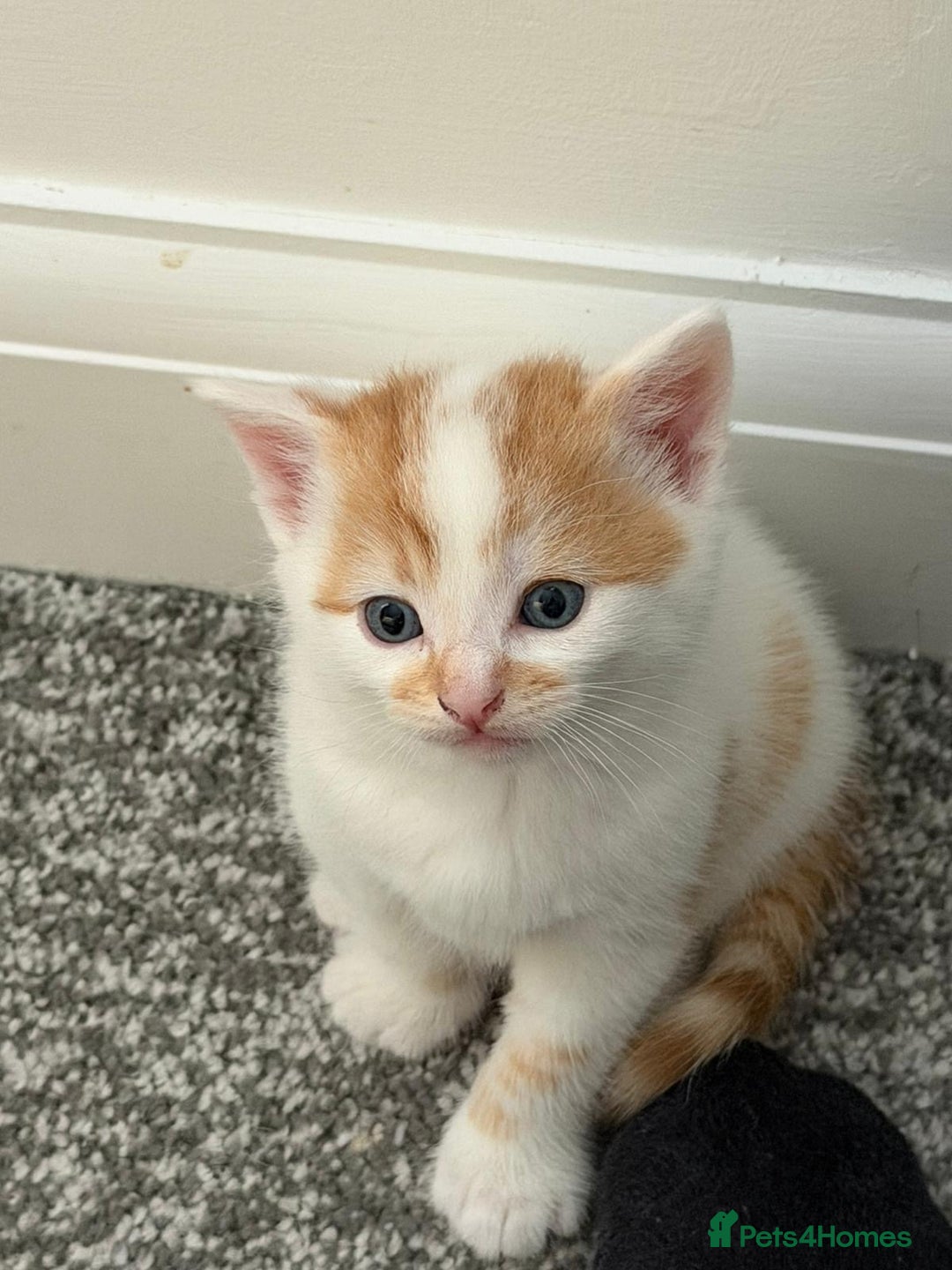 Domestic Shorthair cats for sale: Sweet, Playful Kittens Ready for Loving Homes 🐱 - Image 12