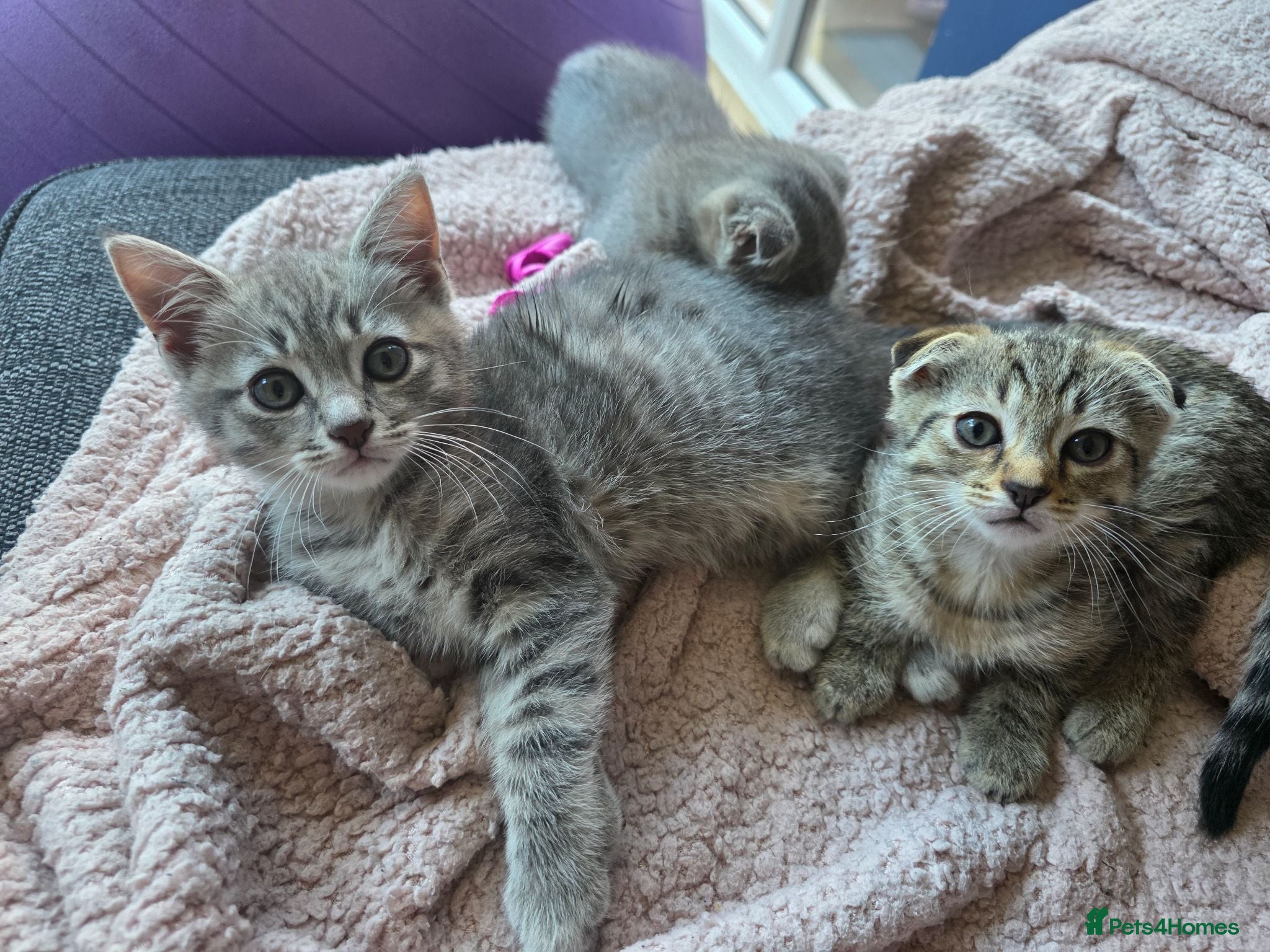 Scottish Fold cats *READY SOON* Beautiful Grey Scottish Fold Kittens - Advert 3