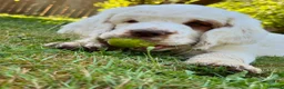 Clumber Spaniel dogs for sale: Quality Clumber Spaniel Puppies  in Malvern - Advert 9