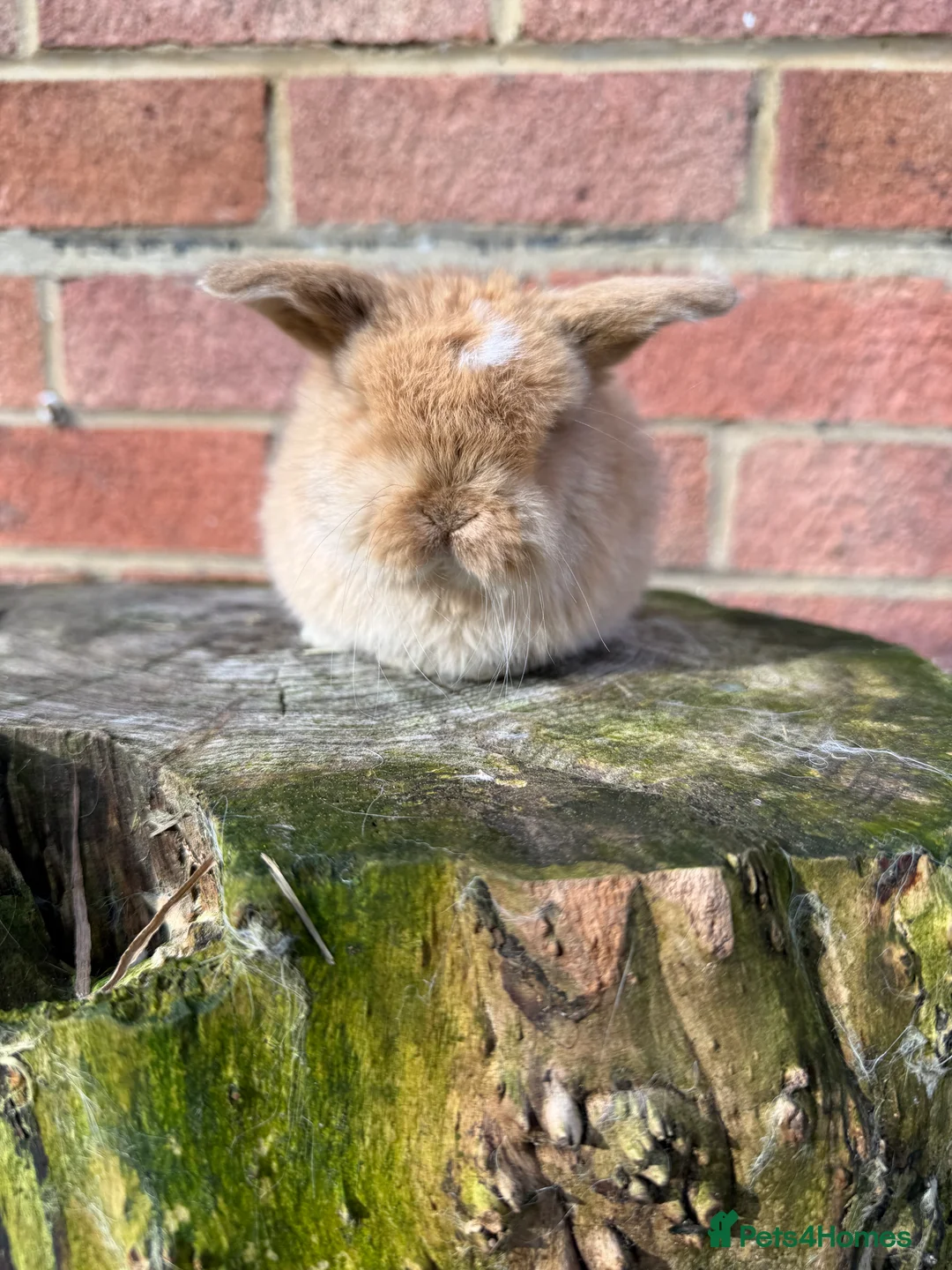 Mini Lop rabbits for sale: Mini Lops available - Advert 13