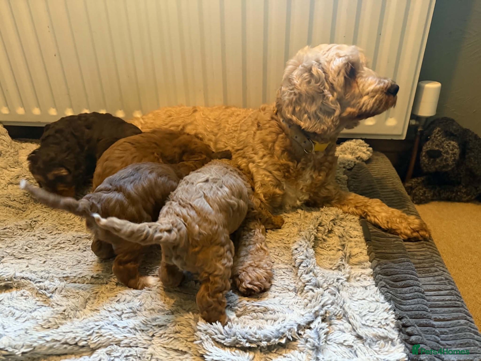 Cockapoo dogs F3 cockerpoos - Advert 2