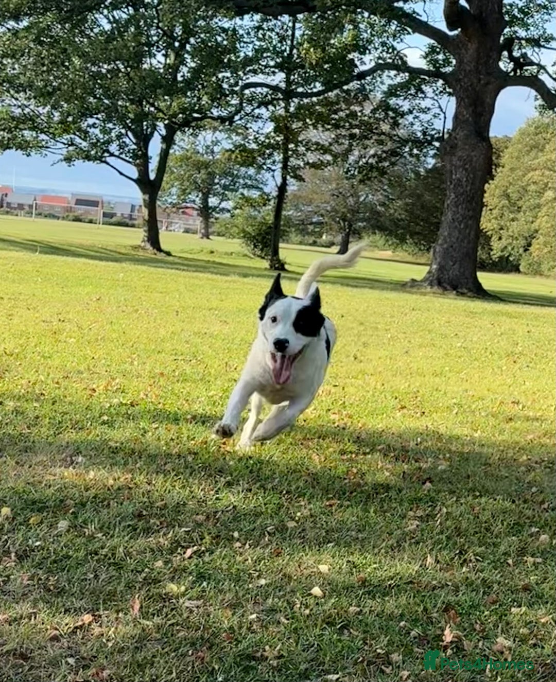 Mixed Breed dogs for sale: Beanz - Advert 2