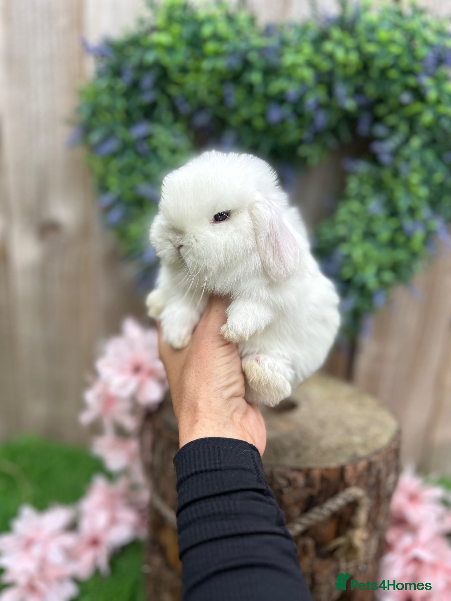 Mini Lop rabbits ⭐ FRIENDLY BABY MINI LOPS ⭐  - Advert 2