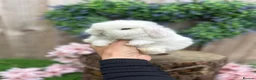 Mini Lop rabbits for sale: ⭐ FRIENDLY BABY MINI LOPS ⭐  - Advert 2