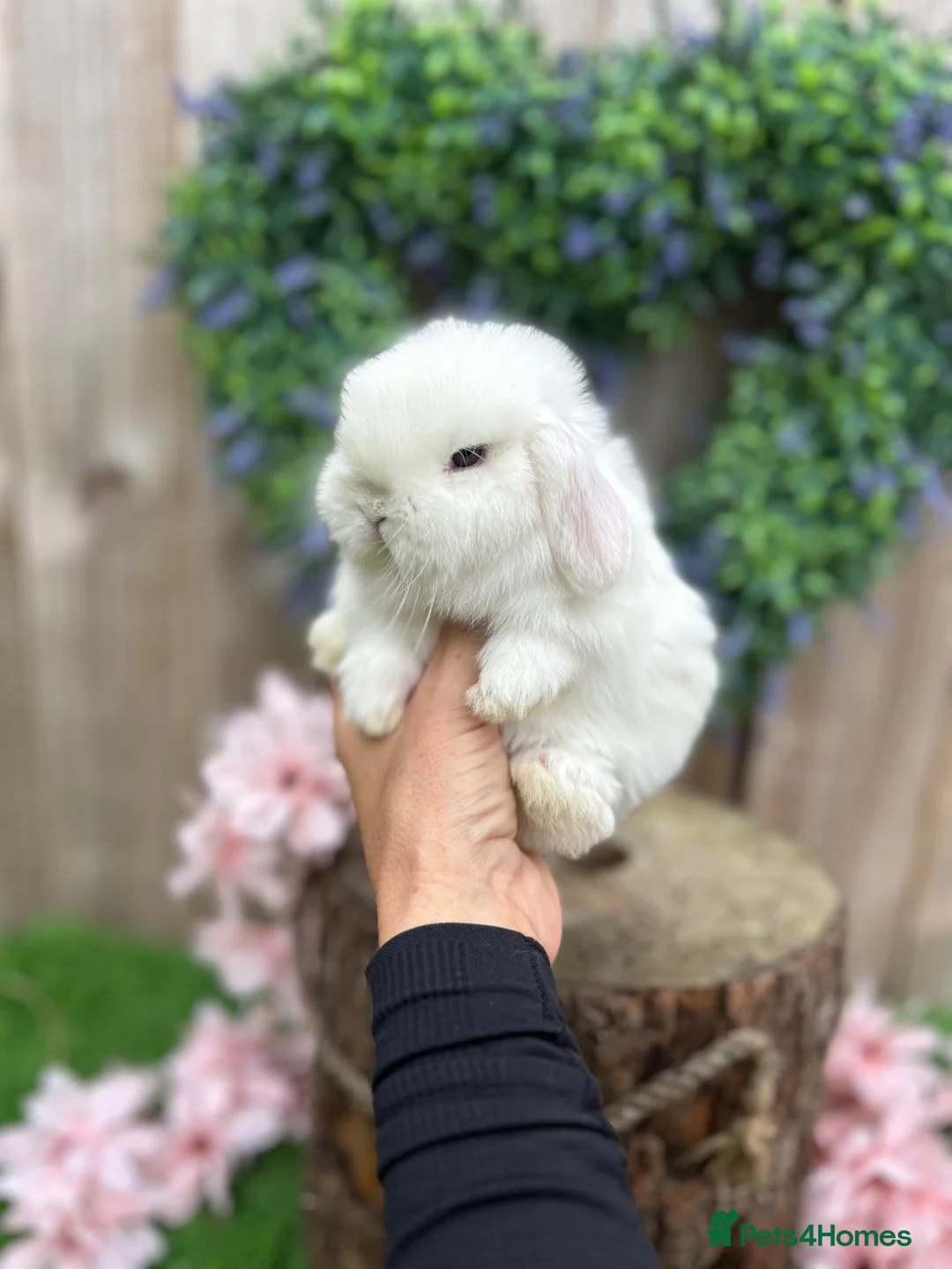 Mini Lop rabbits for sale: ⭐ FRIENDLY BABY MINI LOPS ⭐  - Advert 2