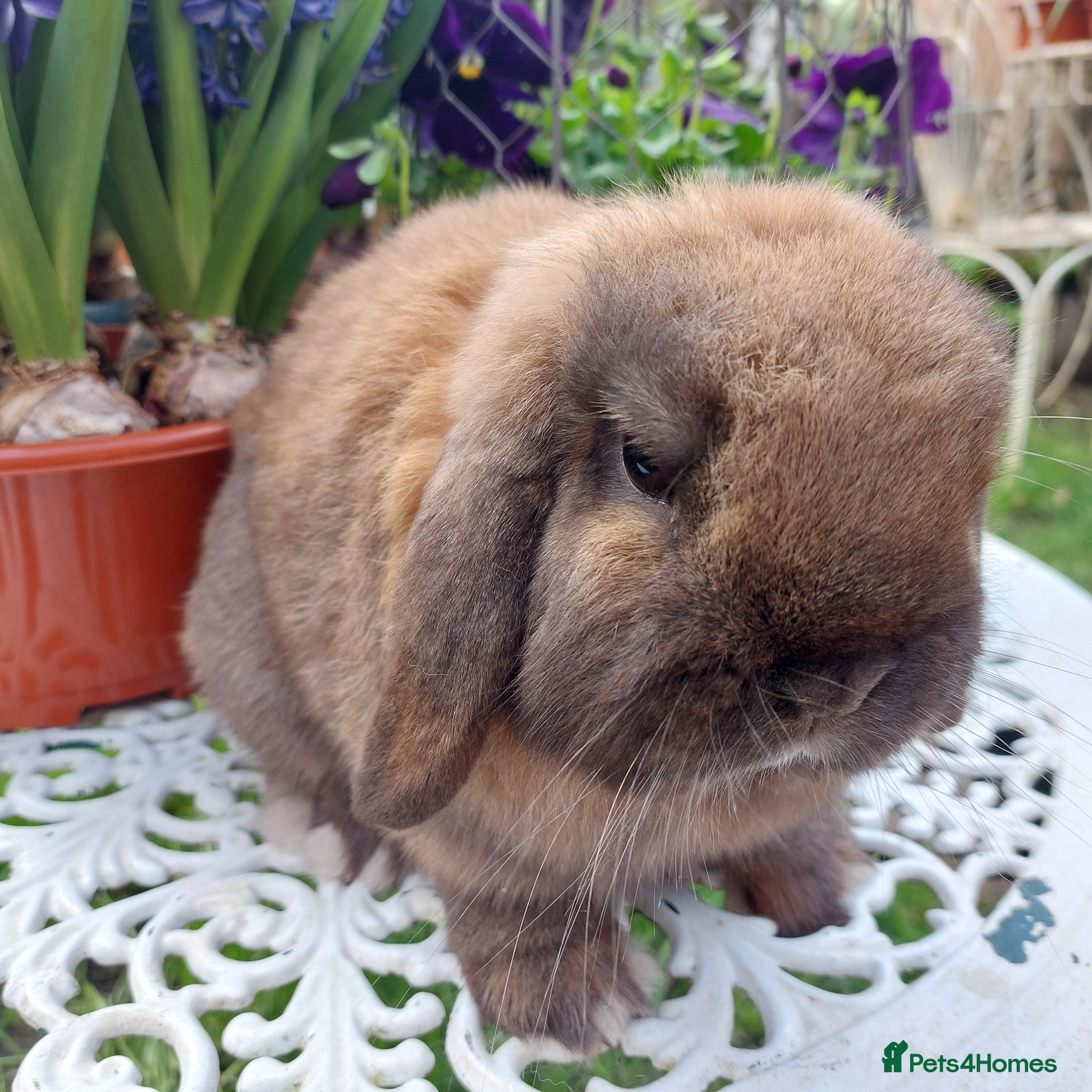 Mini Lop rabbits GREAT TYPE MINI LOP BUCK - Advert 2