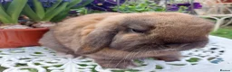 Mini Lop rabbits for sale: GREAT TYPE MINI LOP BUCK - Advert 2