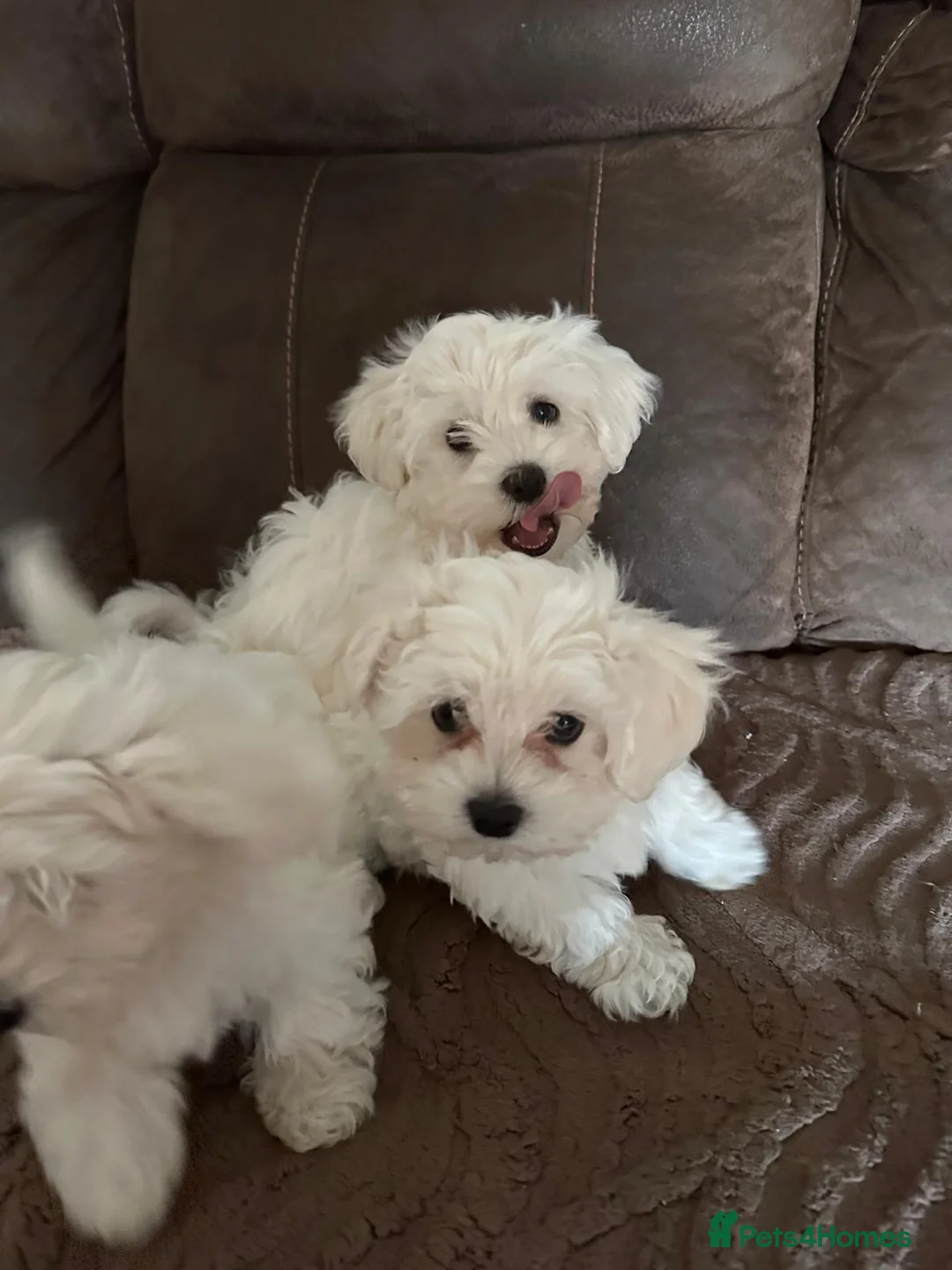 Maltese dogs for sale: Bichon Maltese puppies  in London - Advert 2