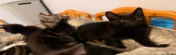 Domestic Shorthair cats for sale: Kittens for sale - Advert 23