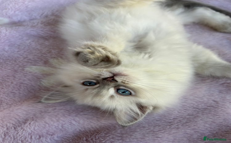 Ragdoll cats - Advert 11