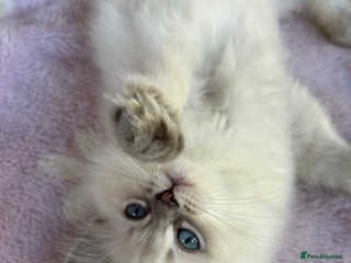 Ragdoll cats - Advert 24