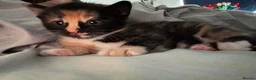 Mixed Breed cats for sale: 2 beautiful kittens for sale  in Drybrook - Advert 5
