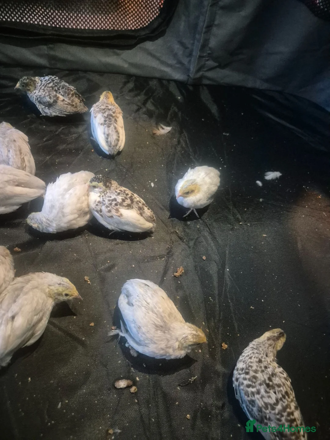 Quail poultry for sale: Mixed button quail  - Advert 2