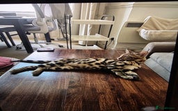 Bengal cats for sale: 7 month old pure bengal - Image 1