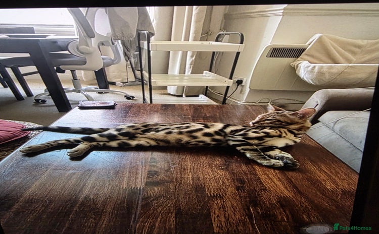Bengal cats - Advert 4