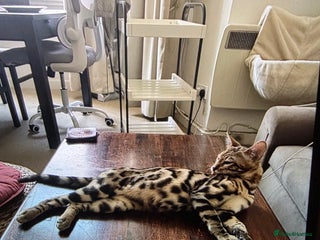 Bengal cats - Advert 6