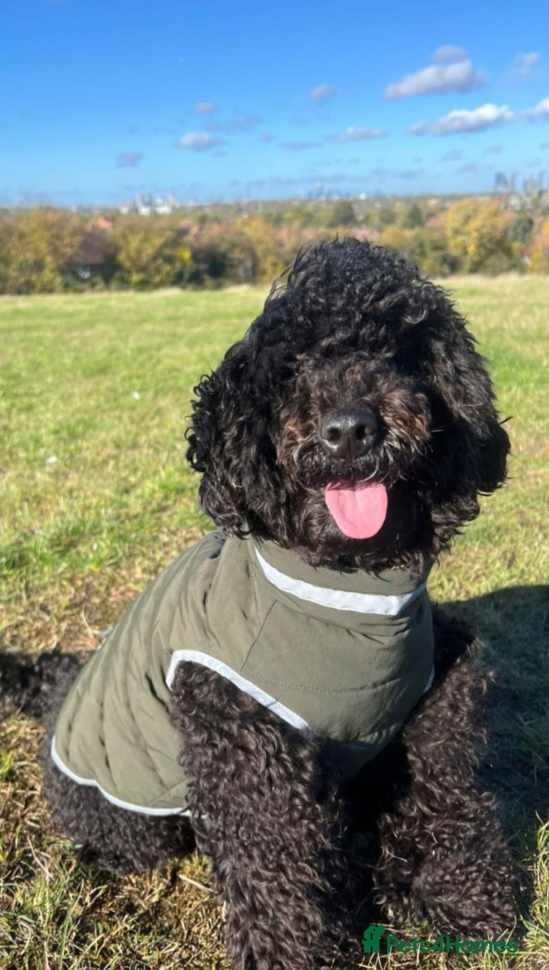 Toy Poodle dogs Beautiful Toy Poodle Boy Looking for Forever Home - Advert 1