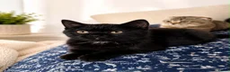 Scottish Fold cats for sale: Two Beautiful Scottish Kittens – Girls - Advert 8