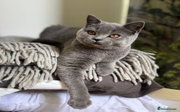 Scottish Fold cats for sale: Lovely Scottish straight girl - Image 8