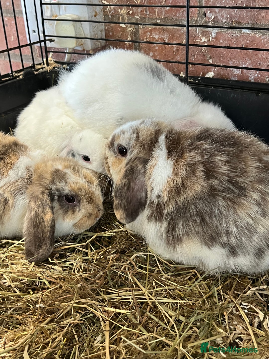 Mini Lop rabbits for sale: Mini Lop Baby Boys - Image 8