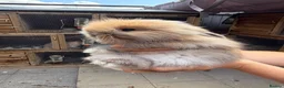 Angora rabbits for sale: Angora collection Ready - Advert 29