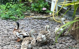 Ducks poultry for sale: Mini silver apple yard trio - Image 5