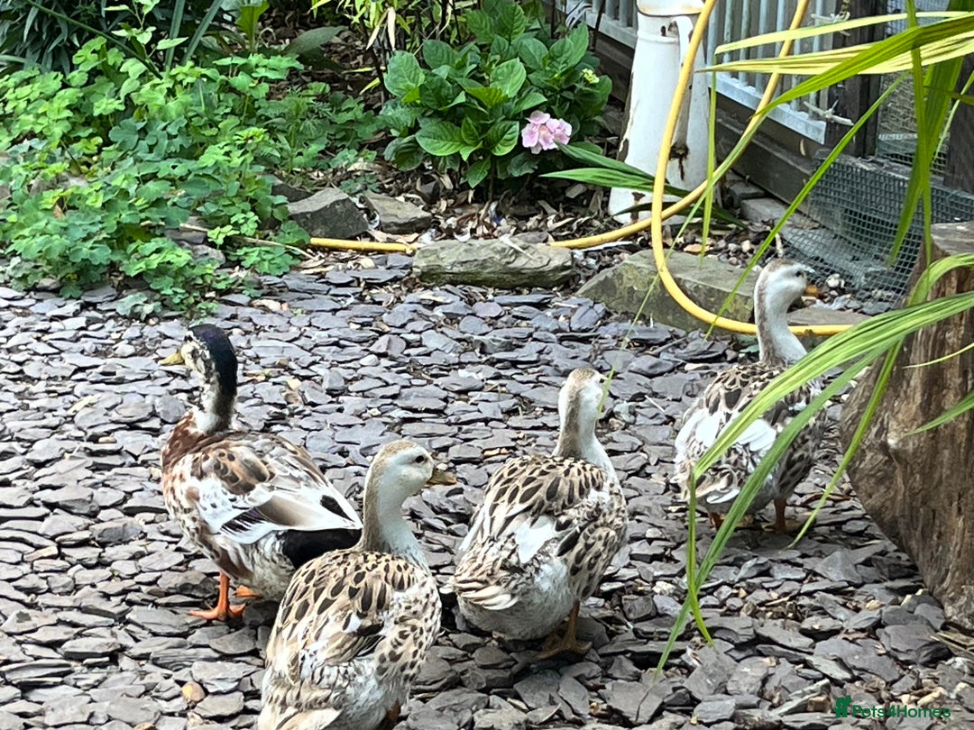 Ducks poultry for sale: Mini silver apple yard trio - Image 5