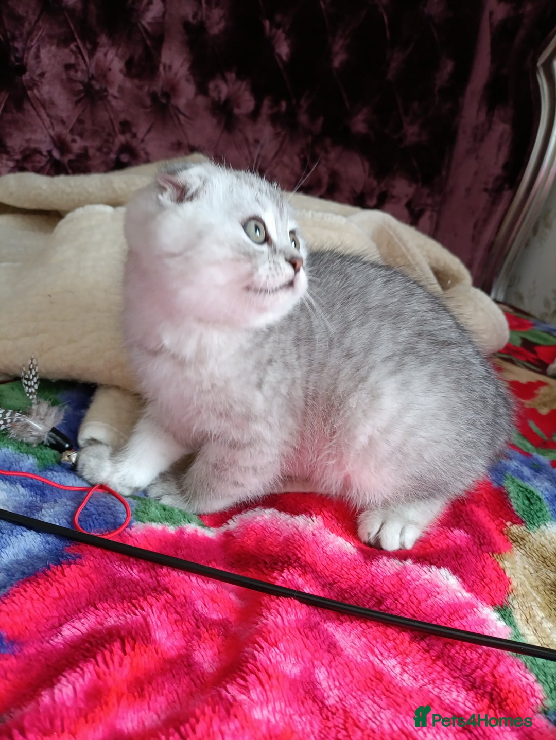 Scottish Fold cats for sale: Scottish Fold kitten  - Advert 19