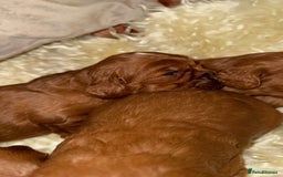 Cavapoo dogs for sale: ❤️ Deep Red Cavapoo Puppies ❤️ - Image 18