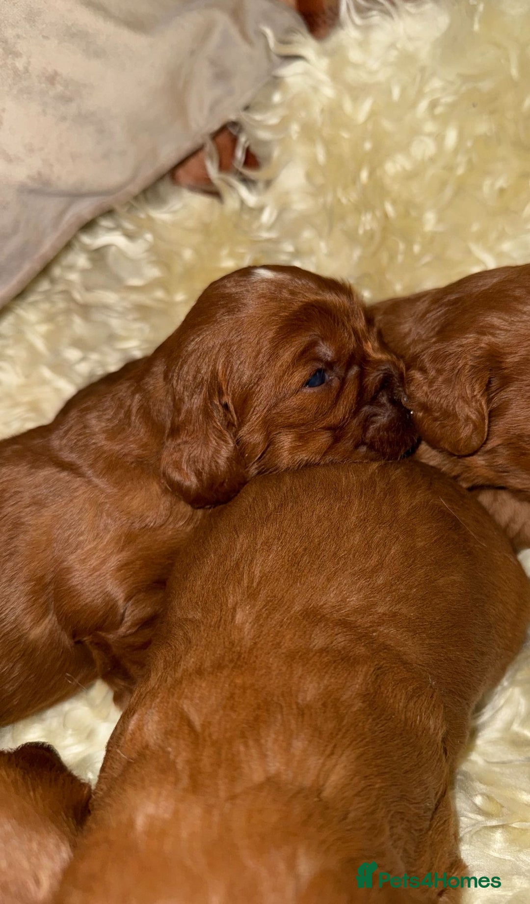 Cavapoo dogs for sale: ❤️ Deep Red Cavapoo Puppies ❤️ - Image 18