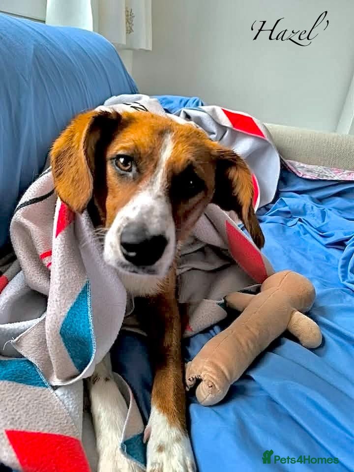 Mixed Breed dogs Hazel, 6 months approx. Available for adoption. - Advert 4