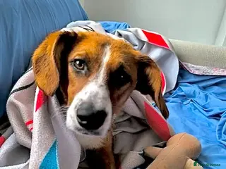 Mixed Breed dogs Hazel, 6 months approx. Available for adoption. - Advert 5