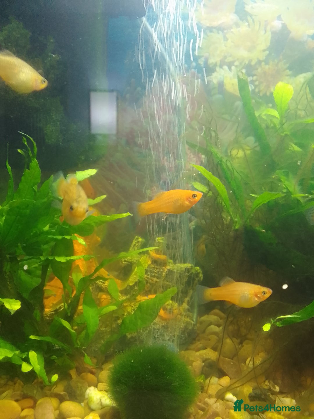 Platies fish for sale: Platy fish x5 - Image 3