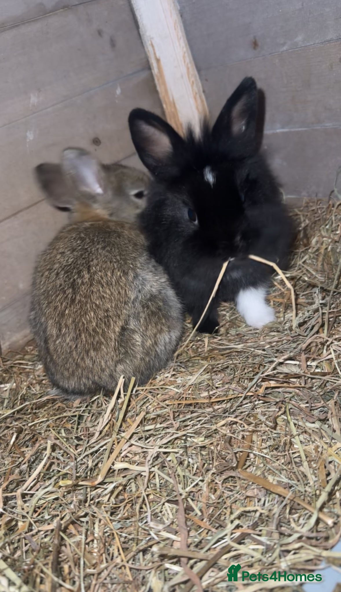 Mixed Breed rabbits 2 bunnies for sale! - Advert 1