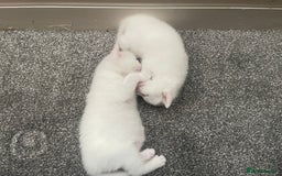 Turkish Angora cats for sale: 2 beautiful Turkish Angora kittens for sale  - Image 4