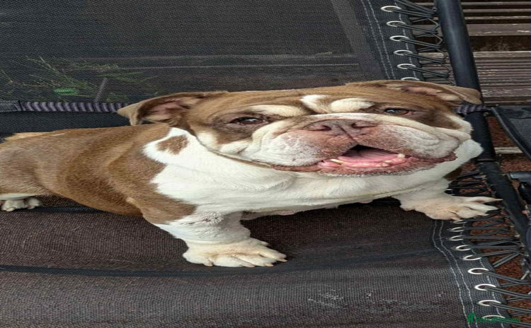 English Bulldog dogs - Advert 1
