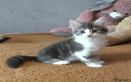 Mixed Breed cats for sale: Kittens for sale!!! - Image 3