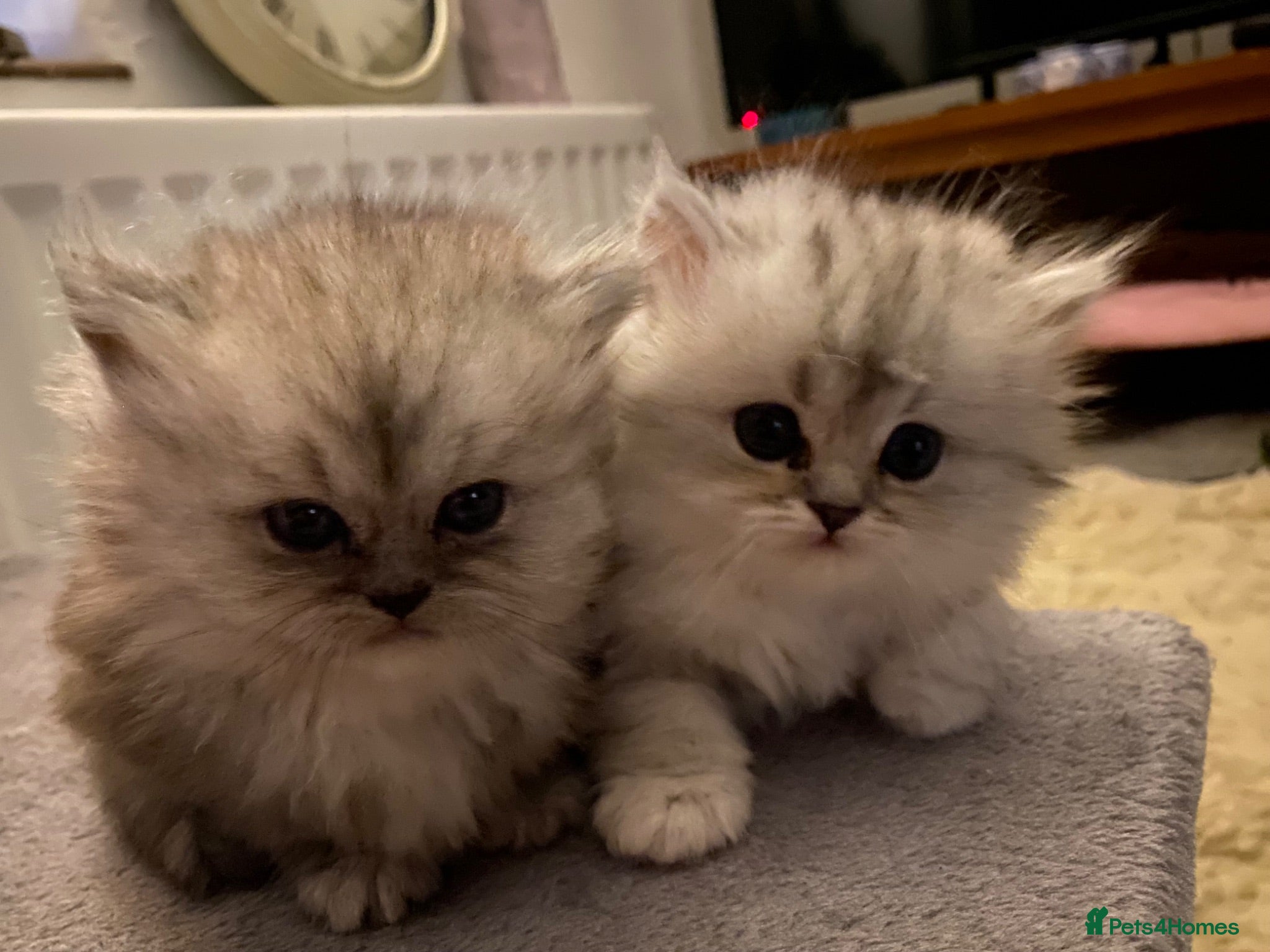 Persian cats Stunning Persian Chinchilla Kittens - Lancashire. - Advert 9