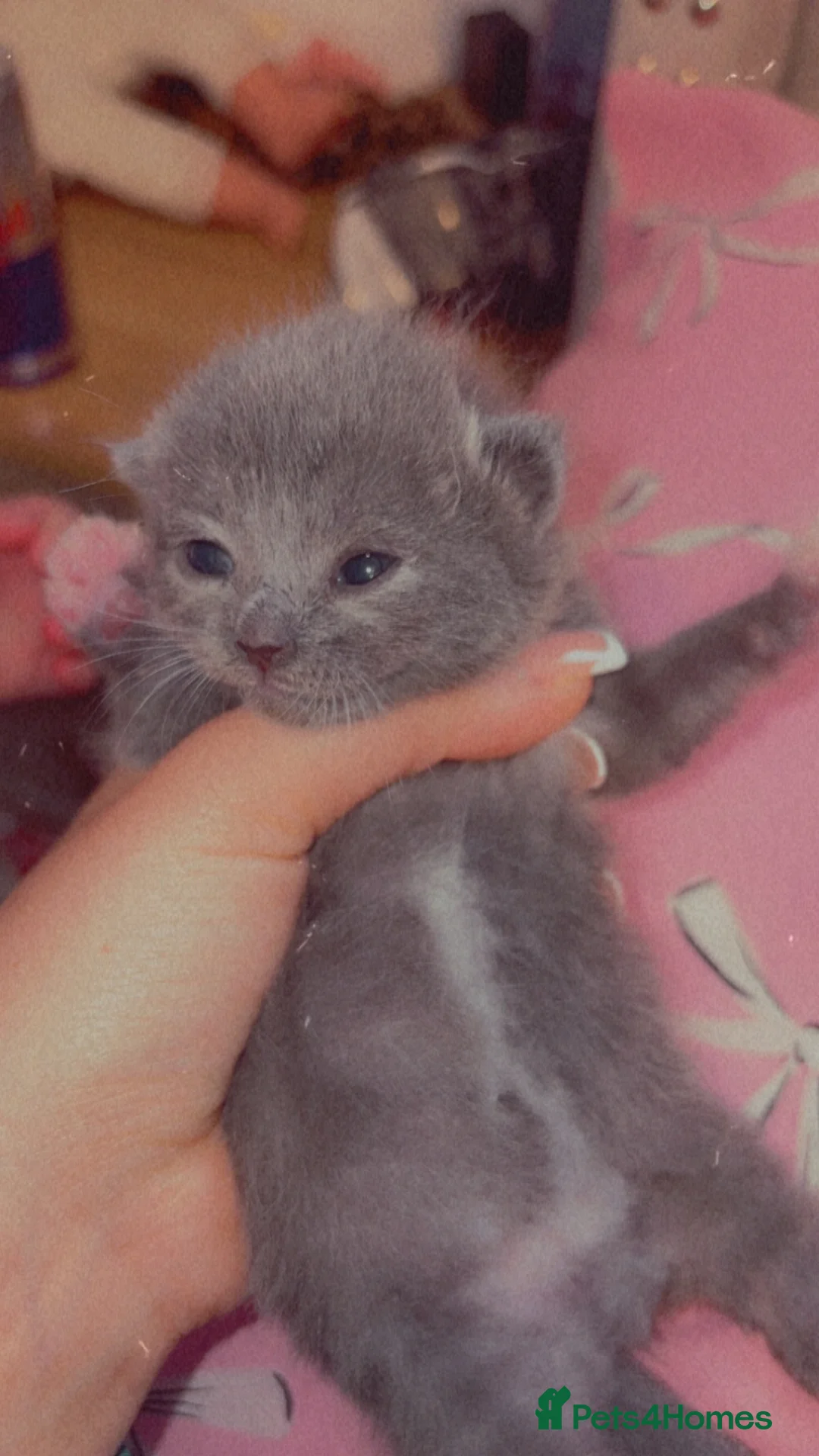 British Shorthair cats for sale: Kitten  - Advert 4