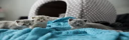 British Shorthair cats for sale: British kittens available for reservation in London - Advert 8