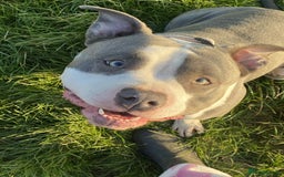 American Bulldog dogs for sale: Blue American bulldog pure breed!  - Image 3