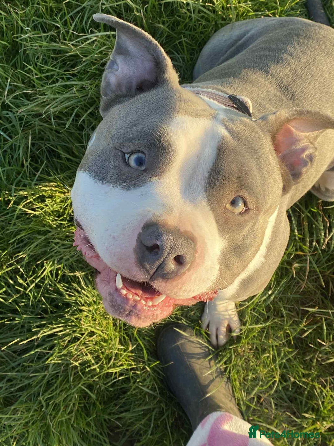 American Bulldog dogs for sale: Blue American bulldog pure breed!  - Image 3