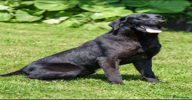 Labrador Retriever dogs - Advert 6