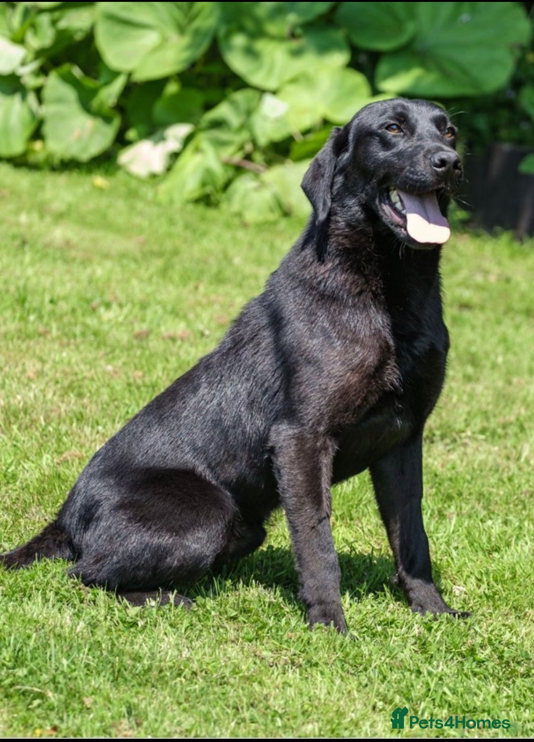 Labrador Retriever dogs for sale: 4 Health checked  Labrador pups  - Image 4