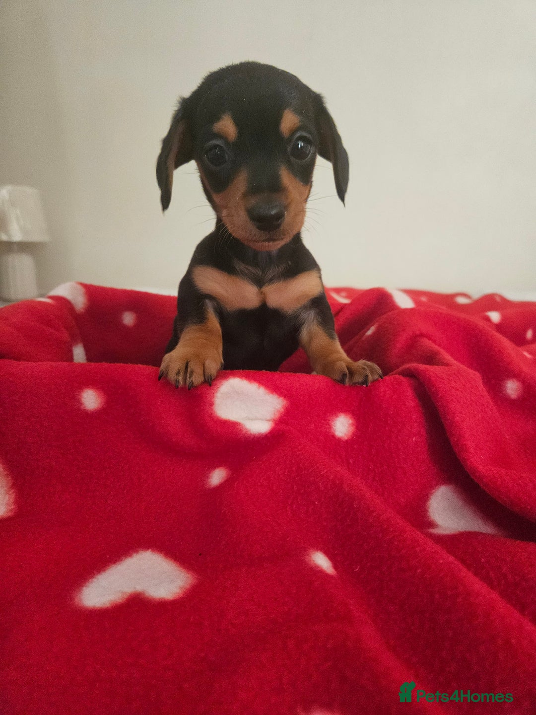 Miniature Dachshund dogs for sale: Kc Miniature dachshund  - Advert 7