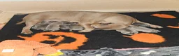 Staffordshire Bull Terrier dogs for sale: Staffordshire bull terrier puppies for sale in Kilmarnock - Advert 17