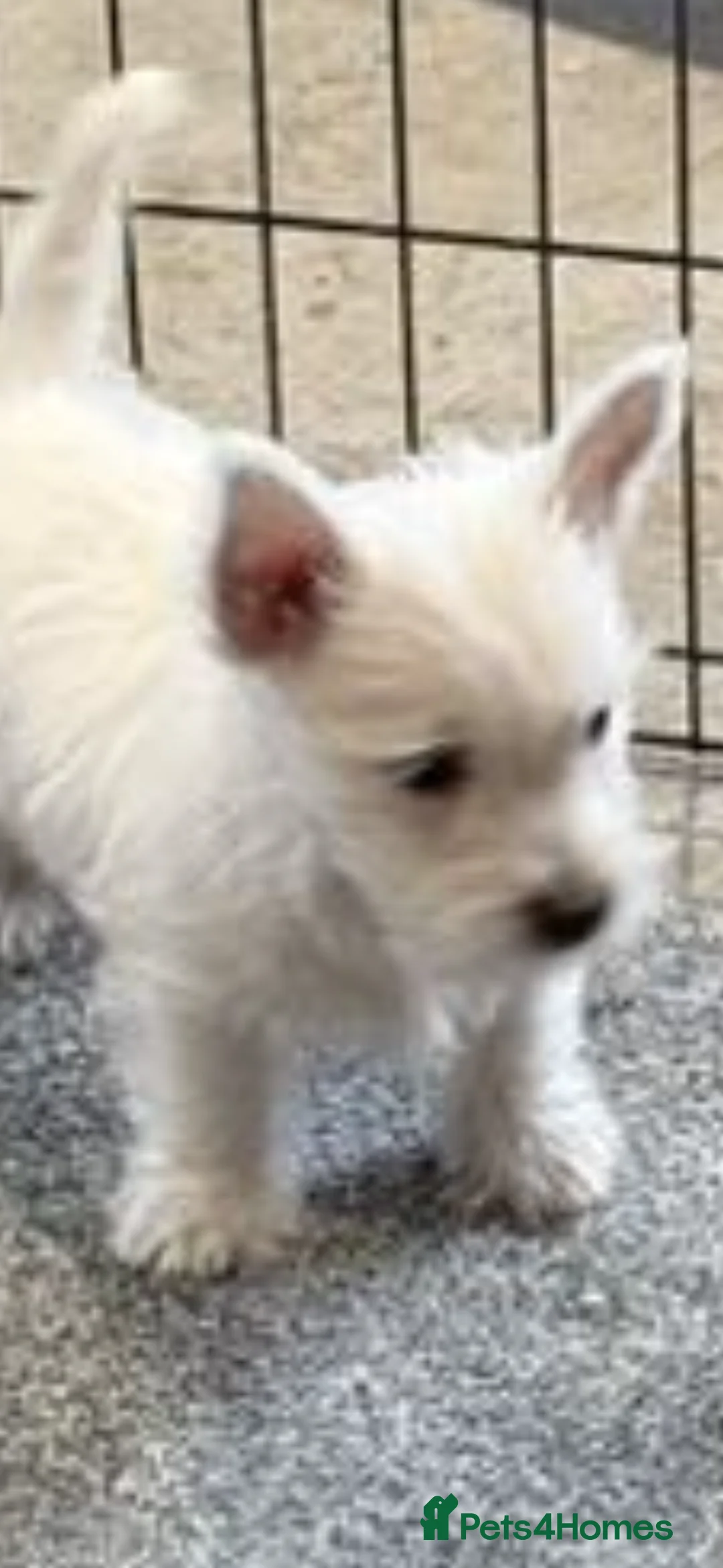 West Highland Terrier dogs for sale: KC REGISTERED WEST HIGHLAND TERRIERS - Advert 8